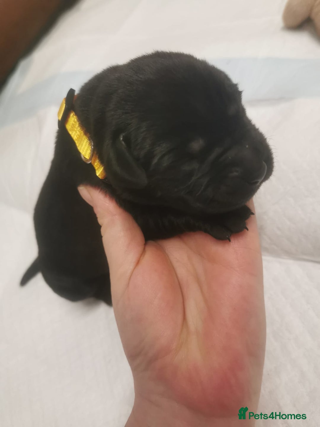 Labrador Retriever dogs for sale: KC Registered Fox Red and Black Labrador Puppies  - Advert 4
