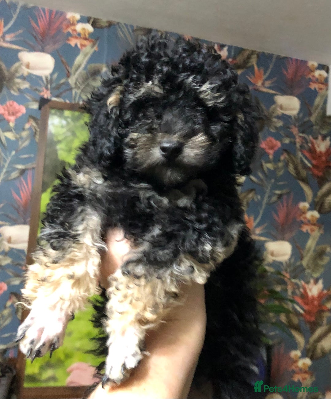 Toy Poodle dogs for sale: Teddy is ready to go! - Advert 1