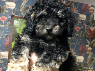 Toy Poodle dogs Teddy is ready to go! - Advert 1