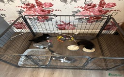British Shorthair cats for sale: Only 2 rare Black British Shorthair kittens left  - Image 5