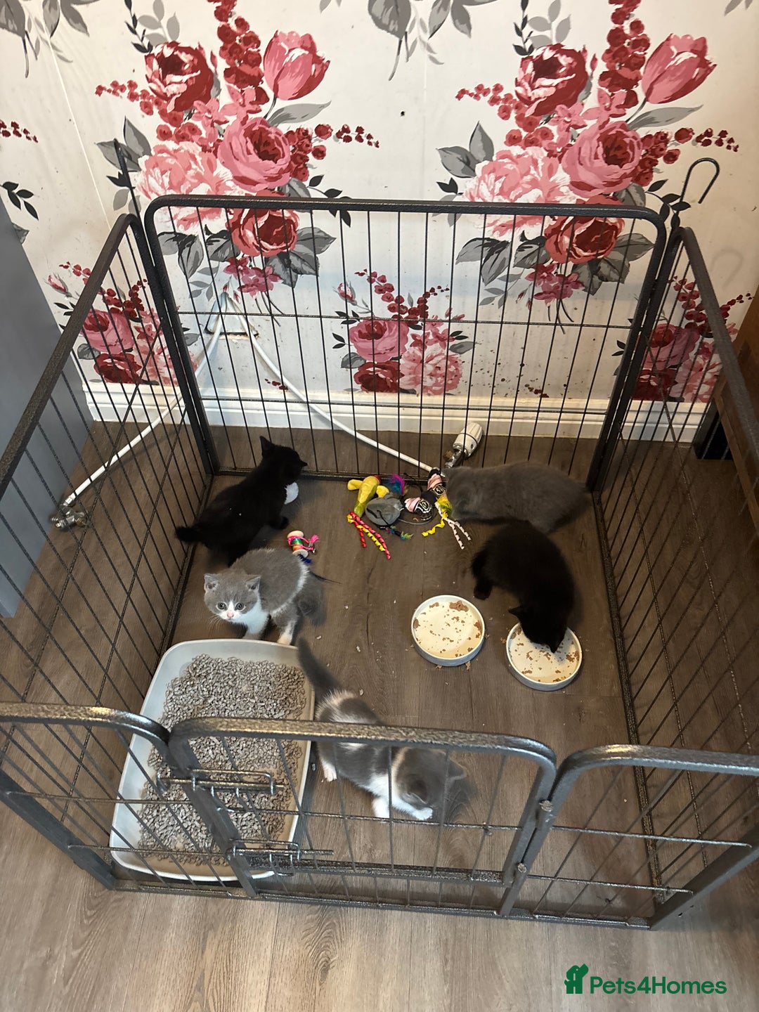 British Shorthair cats for sale: Only 2 rare Black British Shorthair kittens left  - Image 5