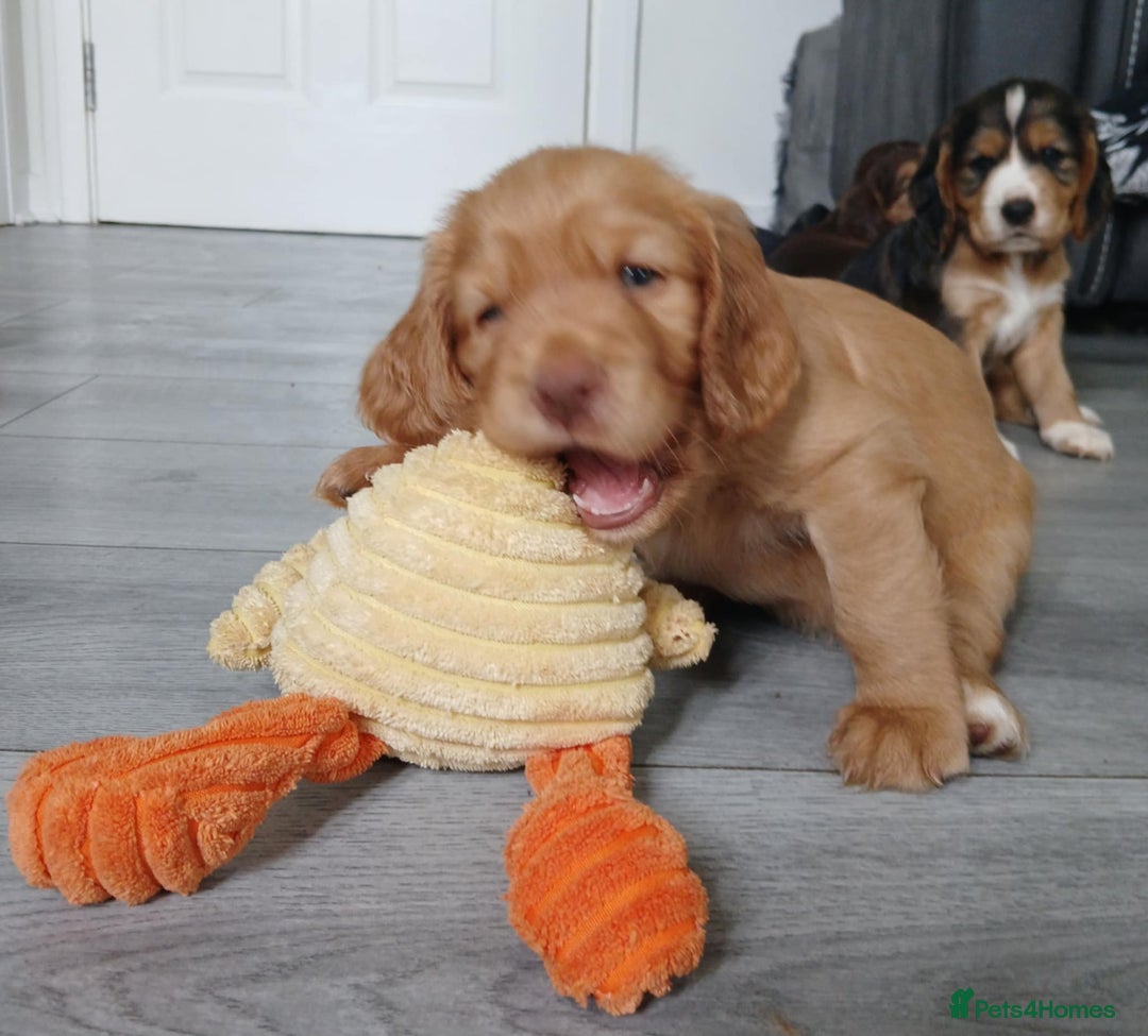 Cocker Spaniel dogs for sale: 3Beautiful show type cocker spaniels 💕♥️ 💙💕 - Image 7