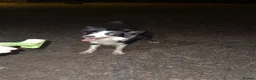 Border Collie dogs for sale: 3 year old border collie for rehoming URGENT  - Advert 6