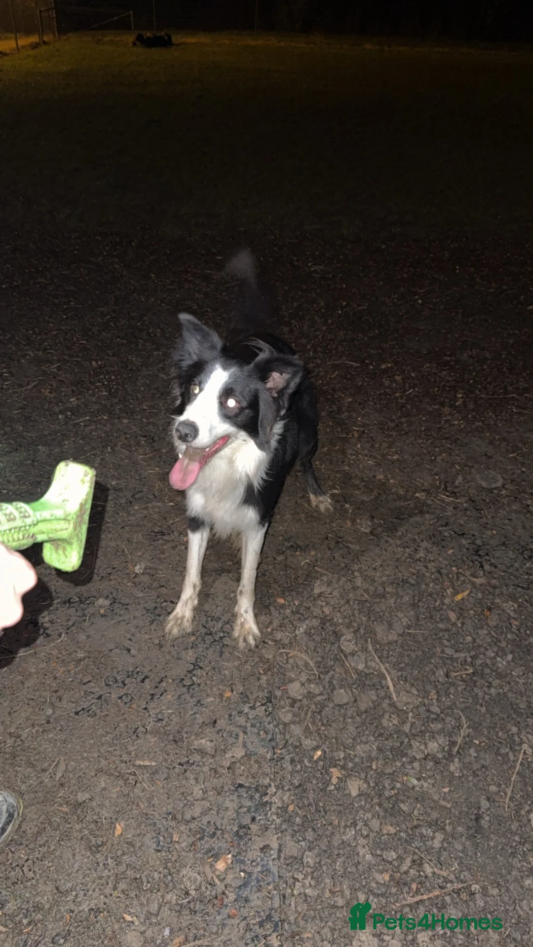 Border Collie dogs for sale: 3 year old border collie for rehoming URGENT  - Advert 6