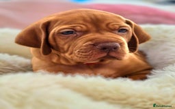Hungarian Vizsla dogs for sale: Adorable vizsla puppies, exceptional pedigree - Image 2