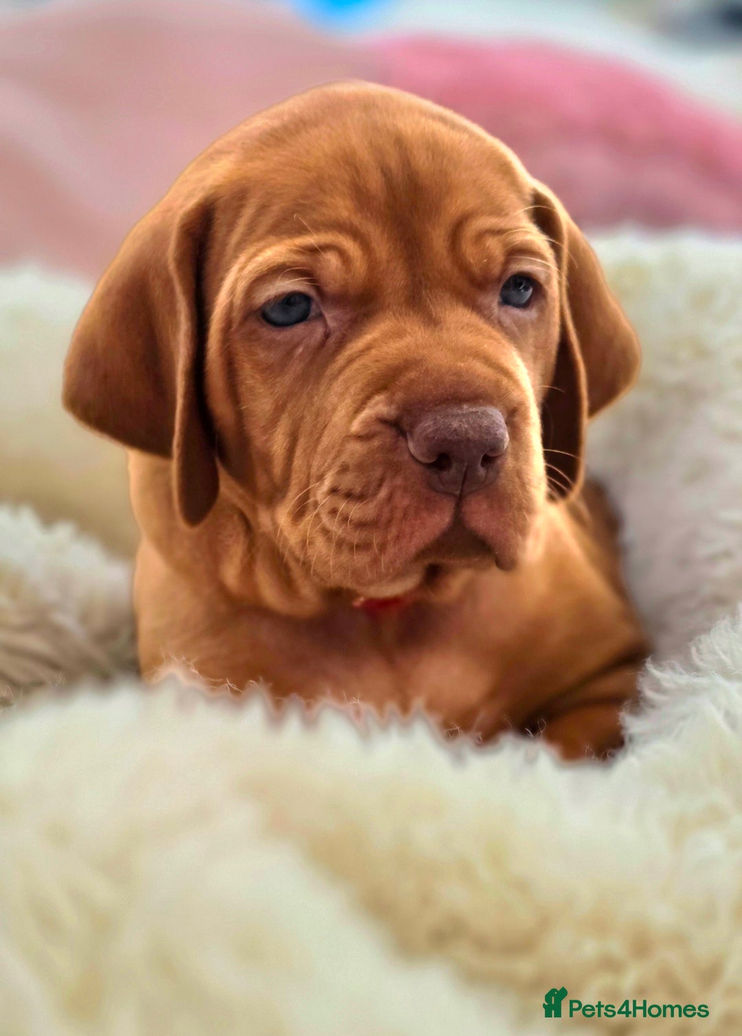 Hungarian Vizsla dogs for sale: Adorable vizsla puppies, exceptional pedigree - Image 2