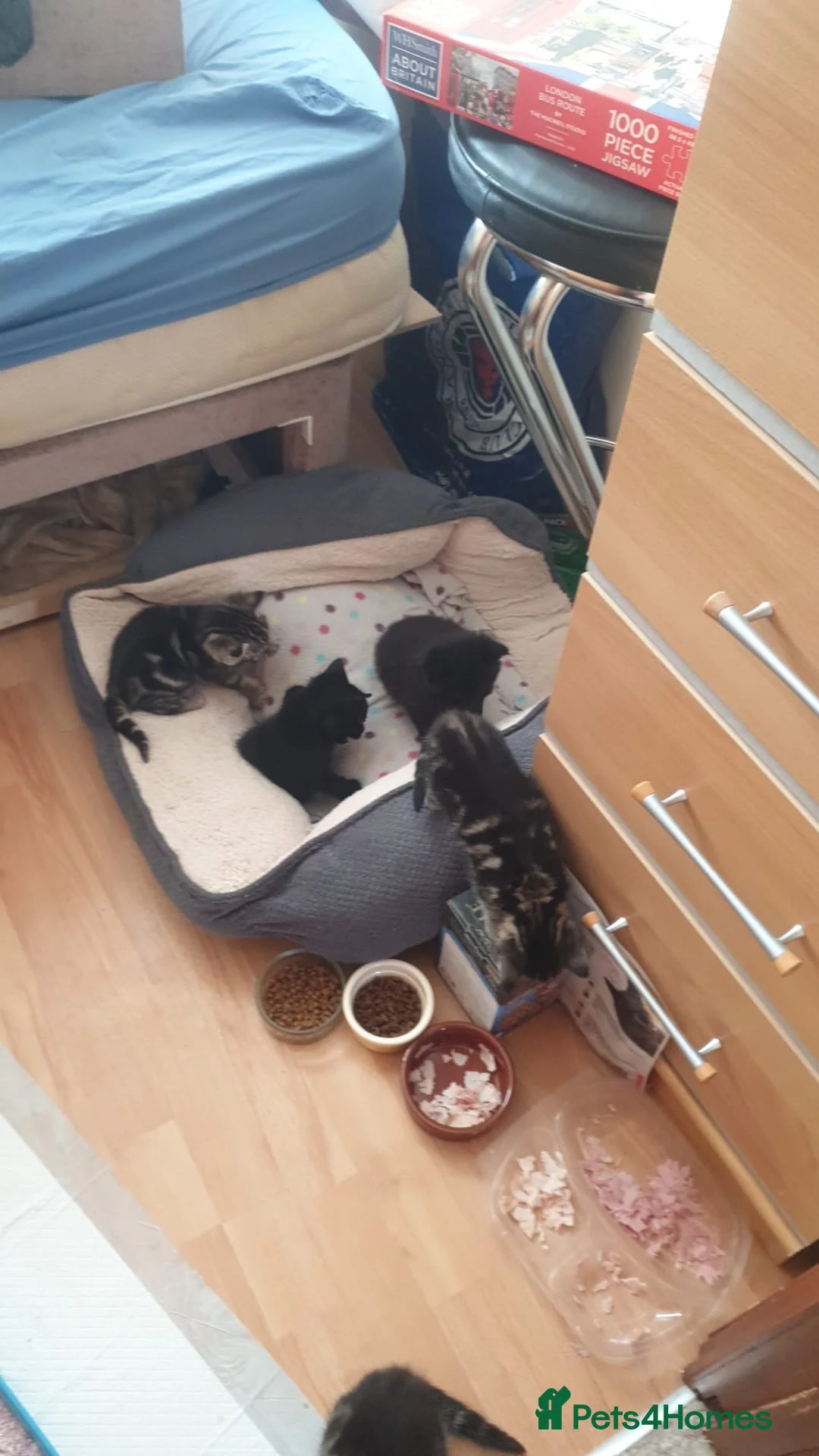 Mixed Breed cats for sale: Adorable kittens 2 males 2 females - Advert 7