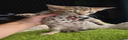 Bengal cats for sale: Outstanding rosetted brown bengal girls and boys🔥 - Advert 21