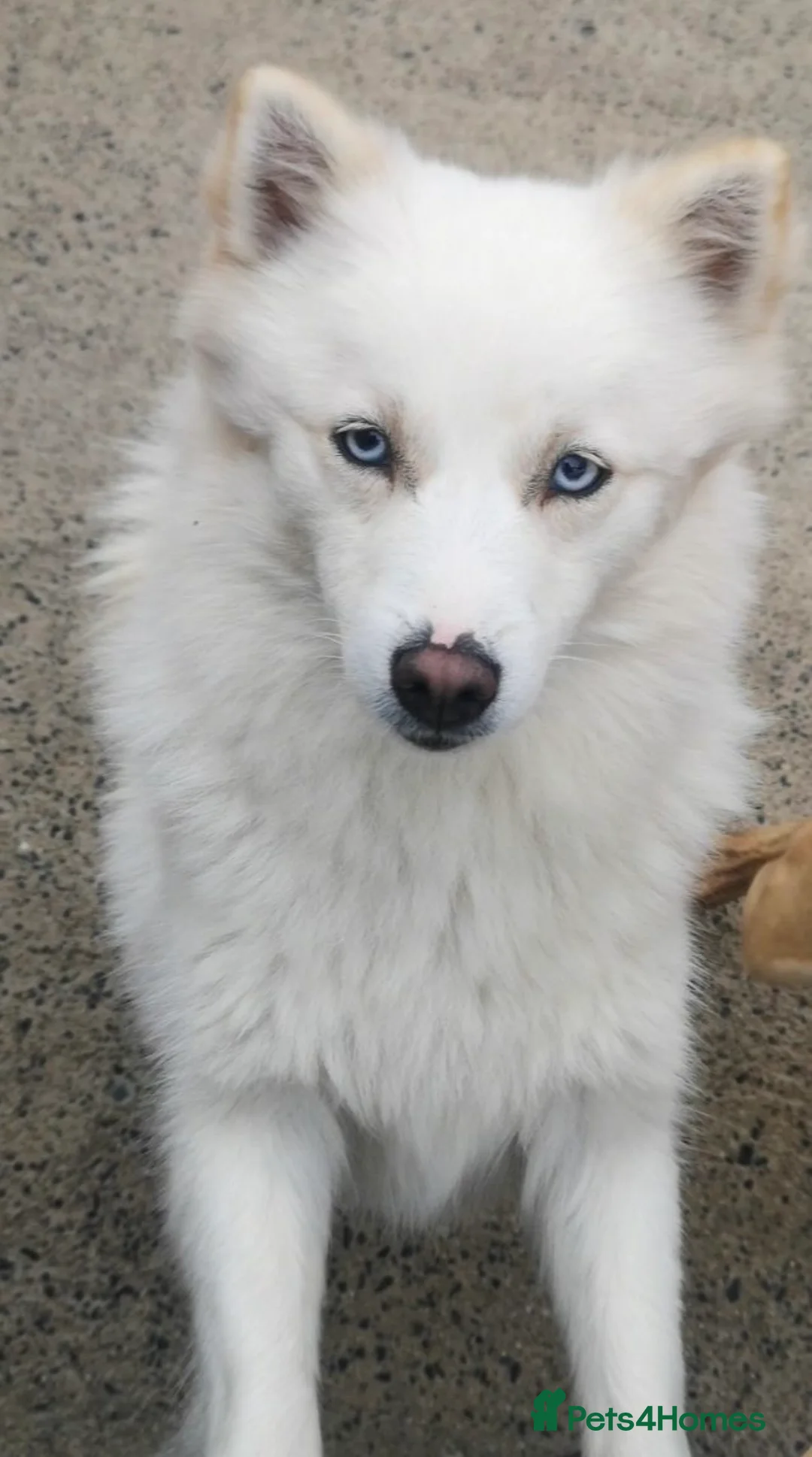 Pomsky dogs for sale: Beautiful pure whites boys - Advert 2