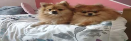 Pomeranian dogs for sale: 5 Beautiful pomeranian puppies in Durham - Advert 3