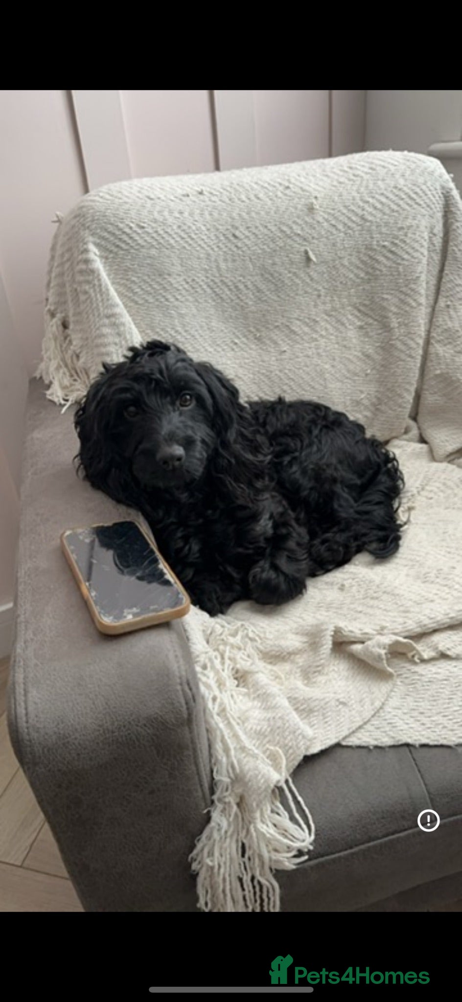 Mixed Breed dogs Cavapoo x Cockapoo for sale  - Advert 1