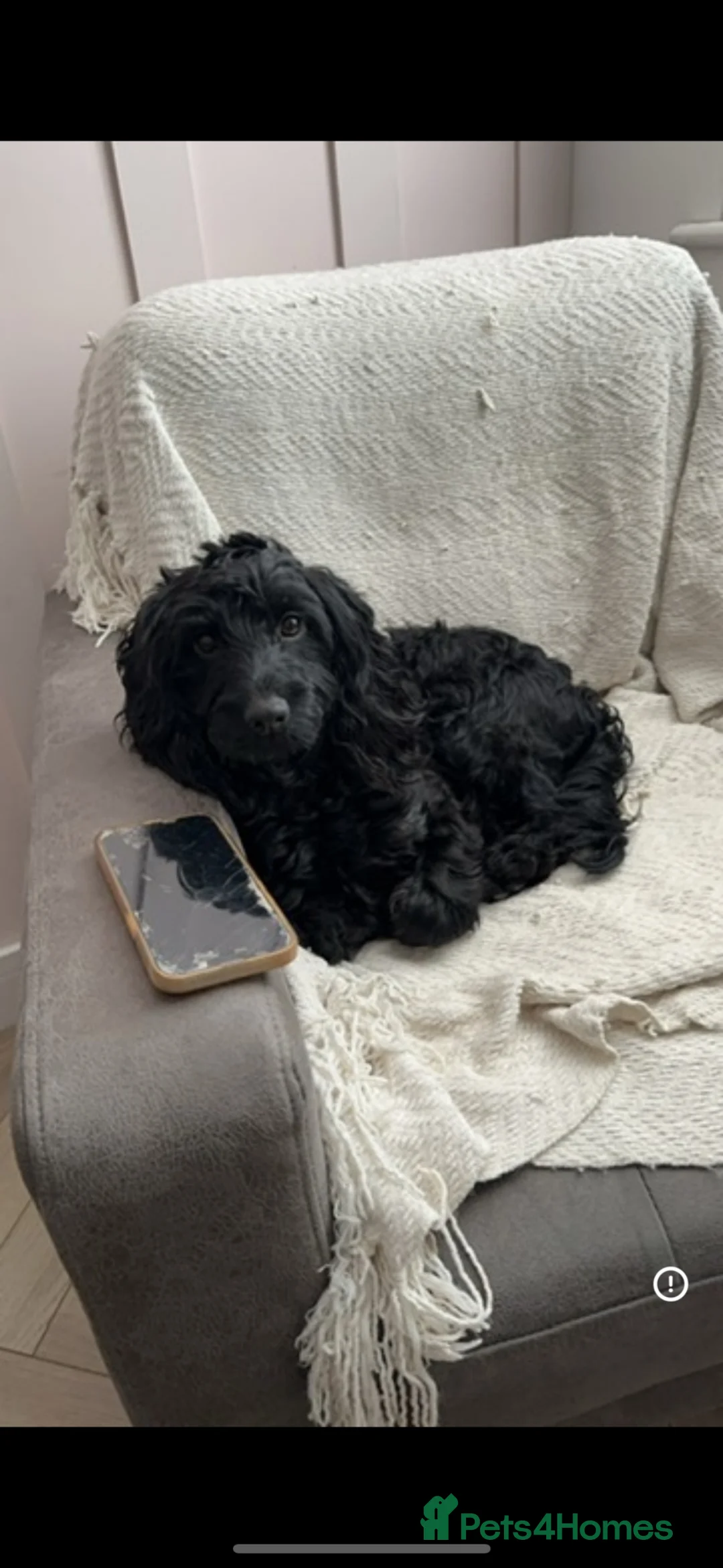 Mixed Breed dogs for sale: Cavapoo x Cockapoo for sale  - Advert 1