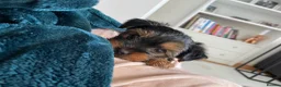 Yorkshire Terrier dogs for sale: Yorkshire Terriers for sales.  in Telford - Advert 7