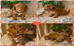Cavapoo dogs for sale: Beautiful Cavapoo F1B  - Image 4
