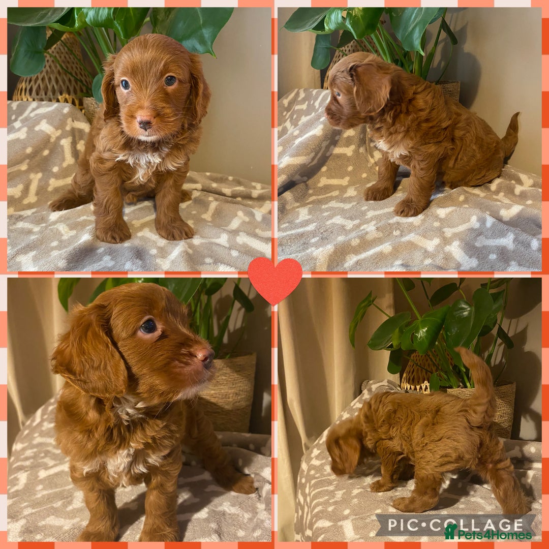Cavapoo dogs for sale: Beautiful Cavapoo F1B  - Image 4