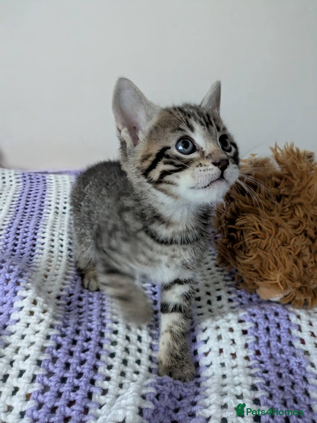 Bengal cats for sale: Spotted Bengal kittens ready now - Advert 9