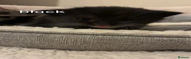 Mixed Breed Kitten 6