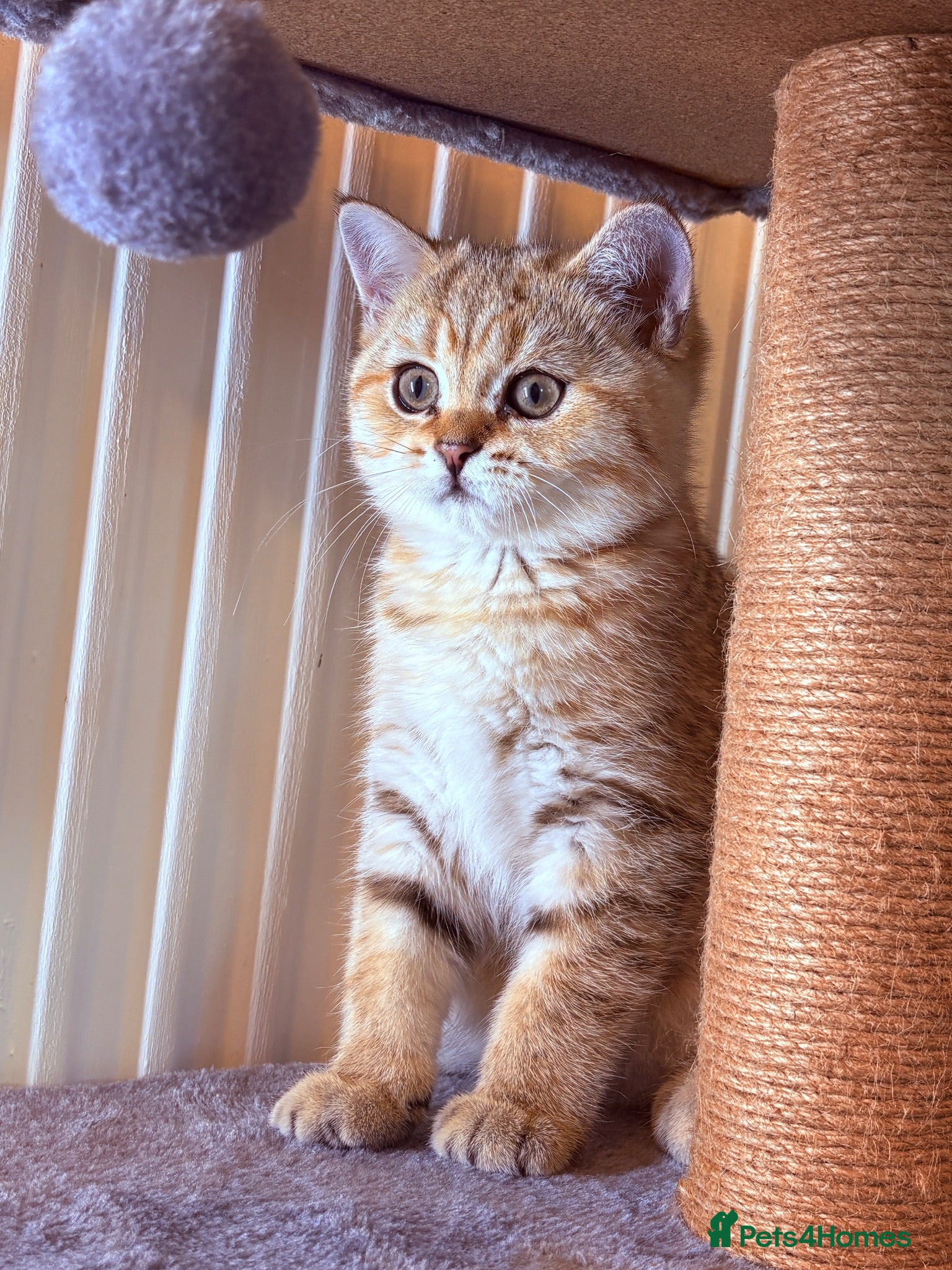 British Shorthair cats GCCF Golden BSH Kittens | Ready Now - Advert 2