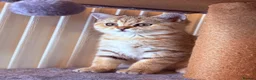 British Shorthair cats for sale: Ready Now /GCCF Golden BSH Kittens  - Advert 26
