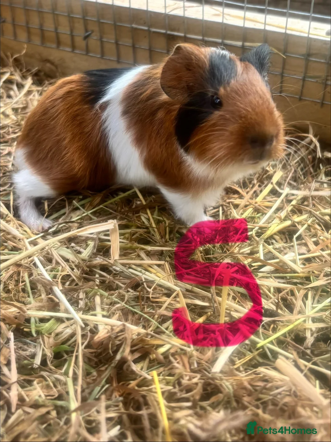 Guinea Pig rodents for sale: 2 sows and 2 boars available  - Advert 2