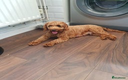 Cockapoo dogs for sale: 2nd generation cockapoo pups - Image 24
