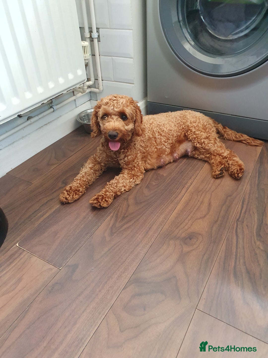 Cockapoo dogs for sale: 2nd generation cockapoo pups - Image 24