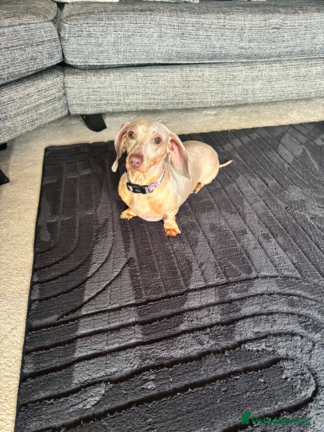 Dachshund dogs for sale: Female dachshund  - Advert 6