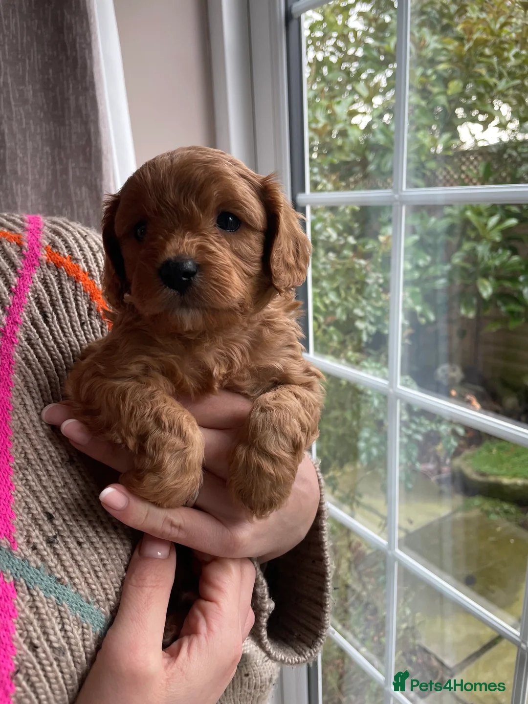 Cavapoo dogs for sale: F1 Toy Cavapoo puppies  - Advert 18