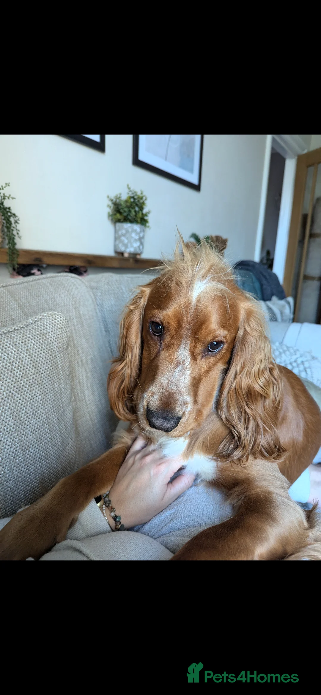 Cocker Spaniel dogs for sale: Male working cocker spaniel  - Advert 5