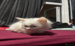 Turkish Angora cats for sale: Cute playful Turkish angora  - Image 1
