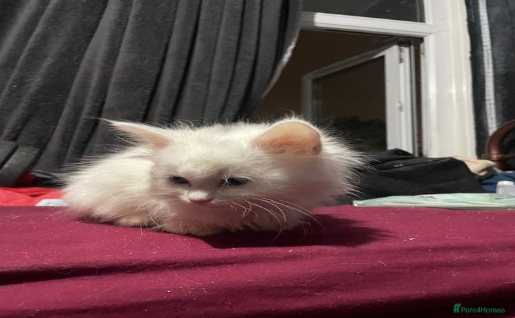 Turkish Angora cats - Advert 3