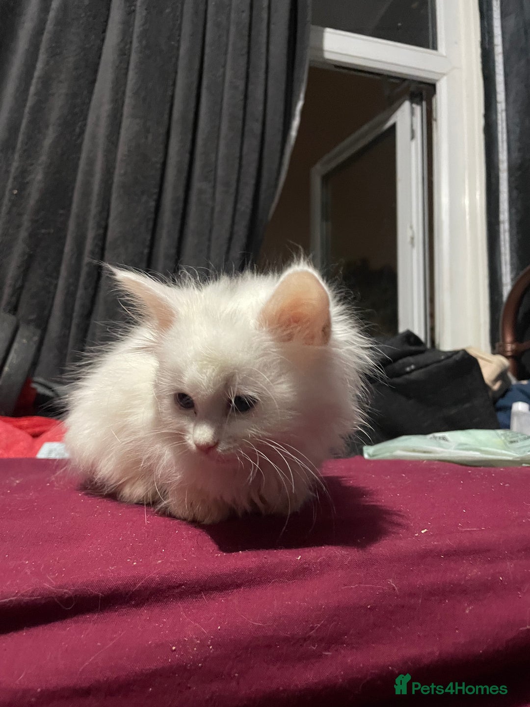 Turkish Angora cats for sale: Cute playful Turkish angora  - Image 1