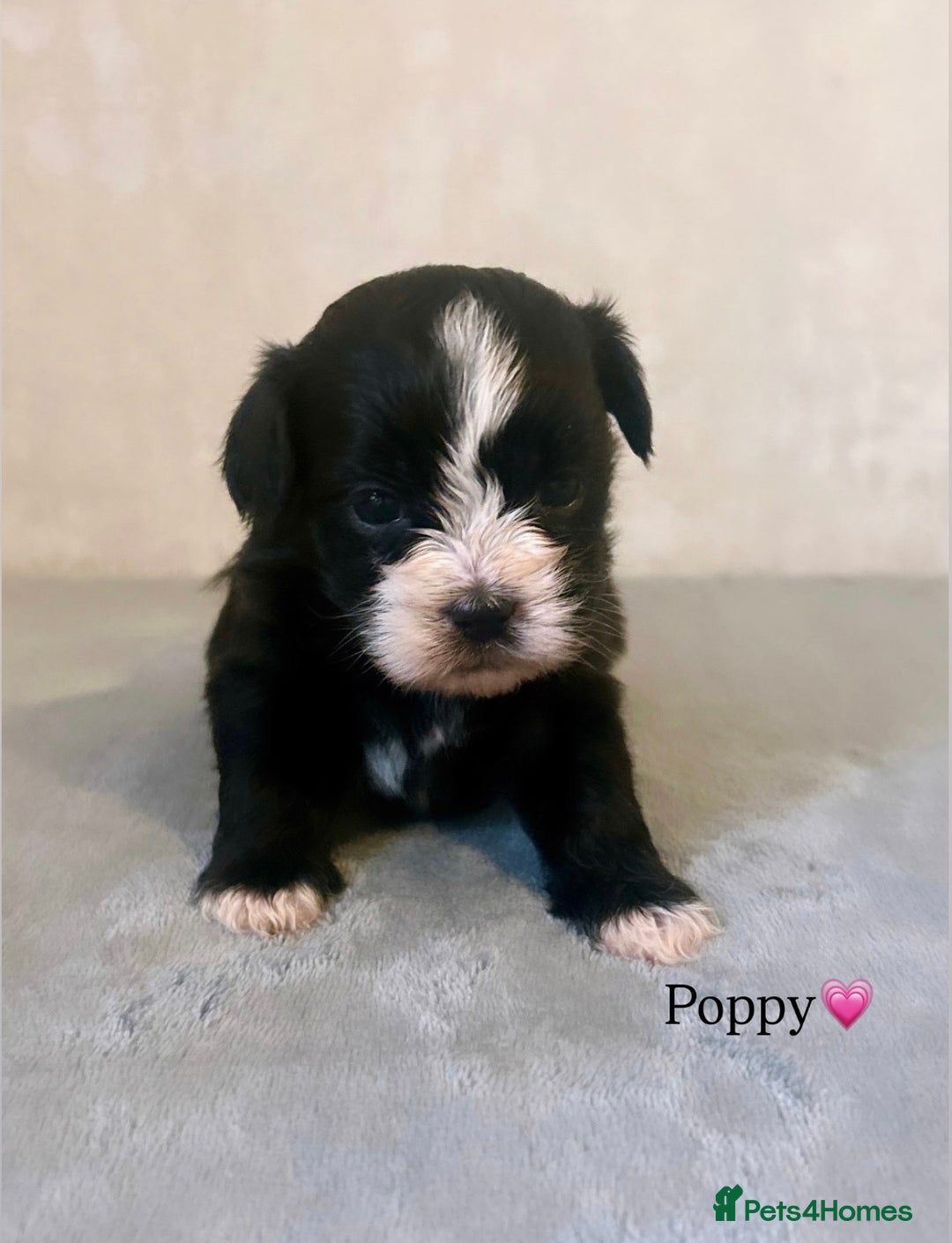 Shihpoo dogs for sale: Gorgeous Shihpoos for sale  - Advert 14