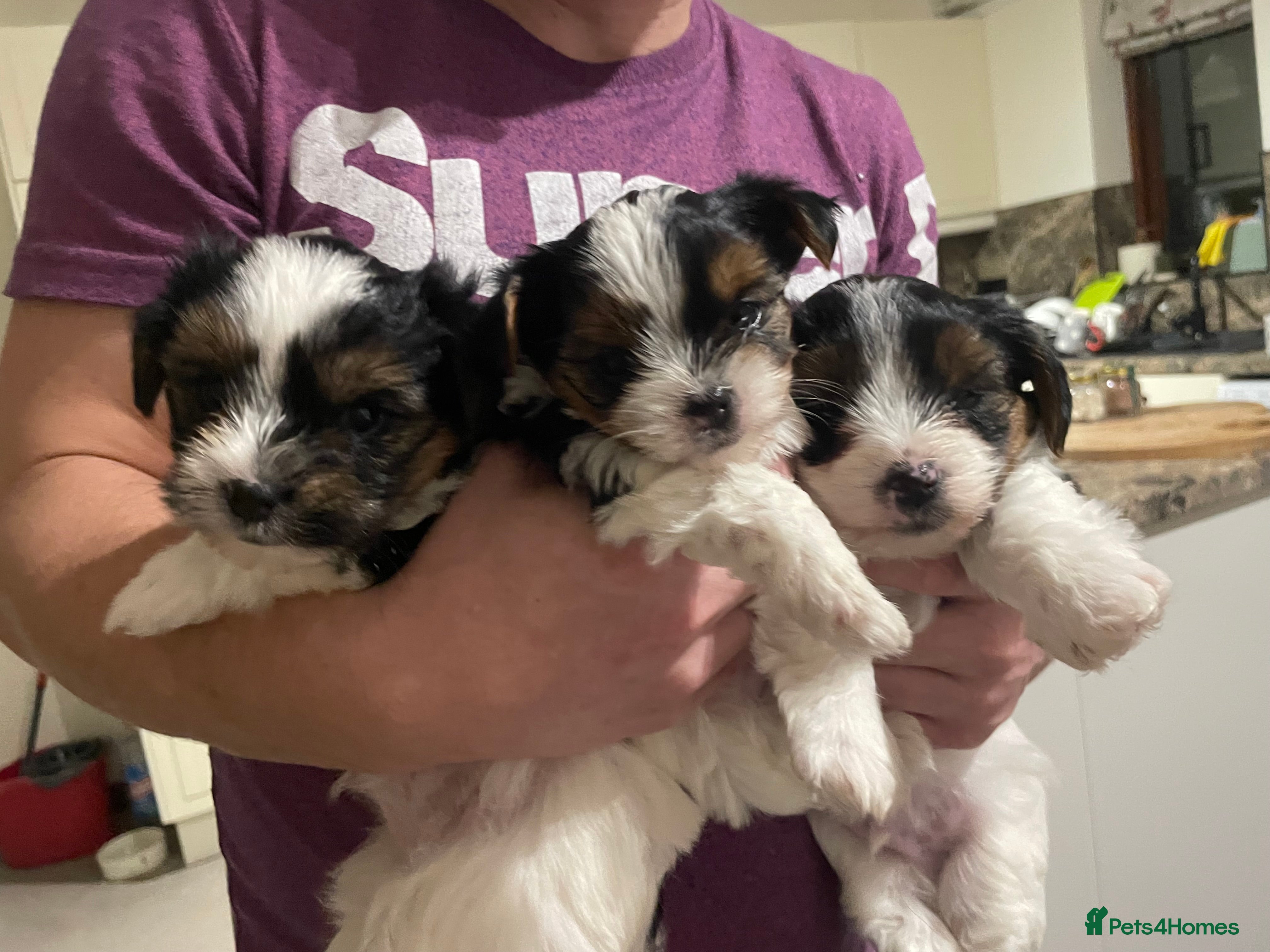 Biewer Terrier dogs Biewer Terrier Puppies - Advert 6