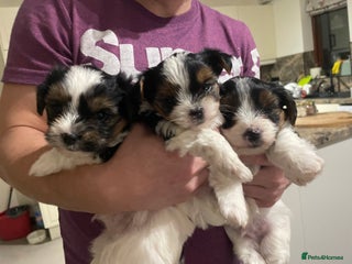 Biewer Terrier dogs Biewer Terrier Puppies - Advert 2