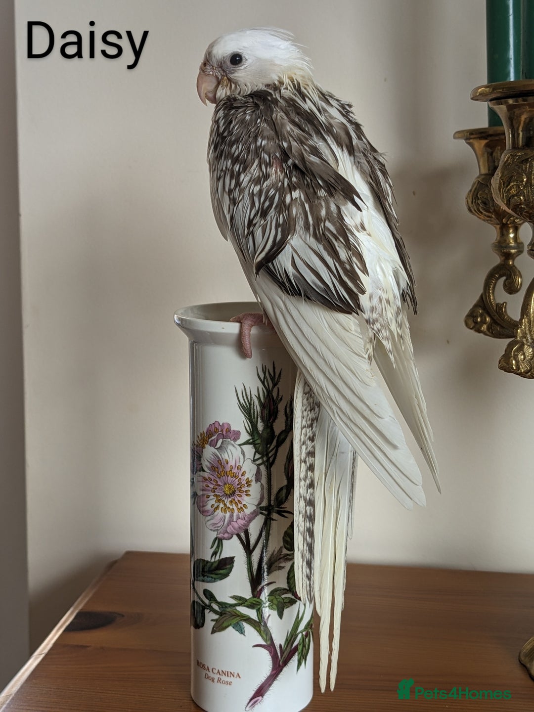 Cockatiels birds for sale: Hand-Reared male + female Cockatiels - Image 13