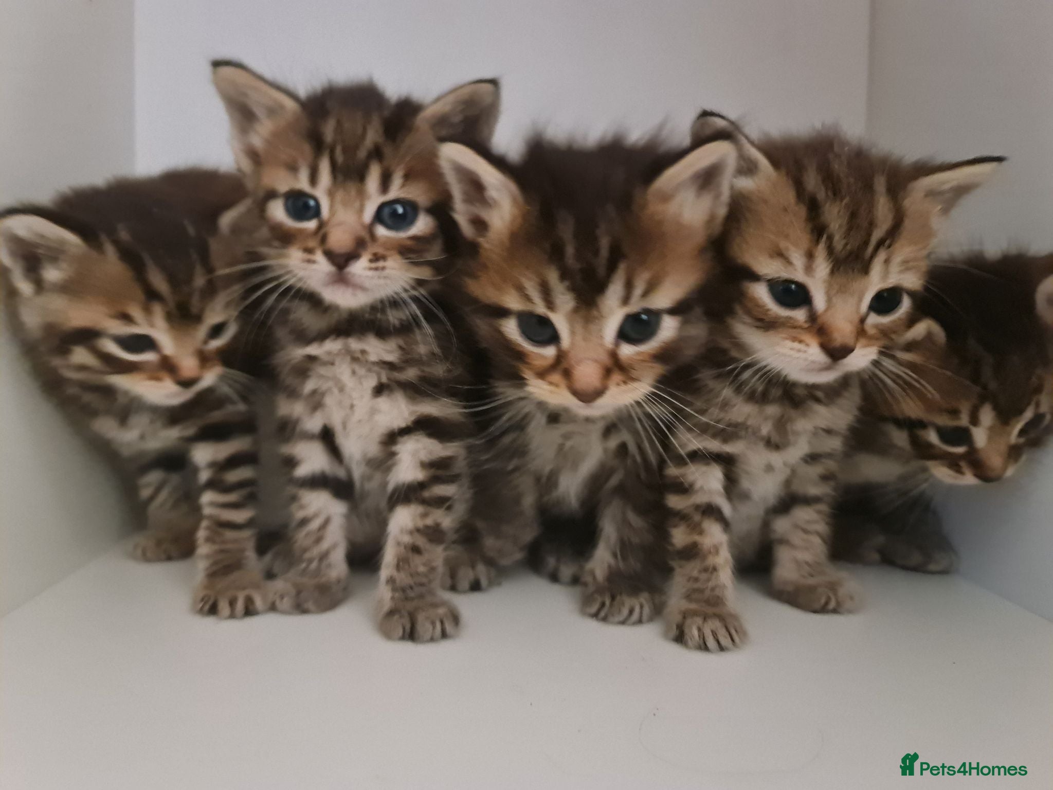 Mixed Breed cats 5 kittens for sale  - Advert 1