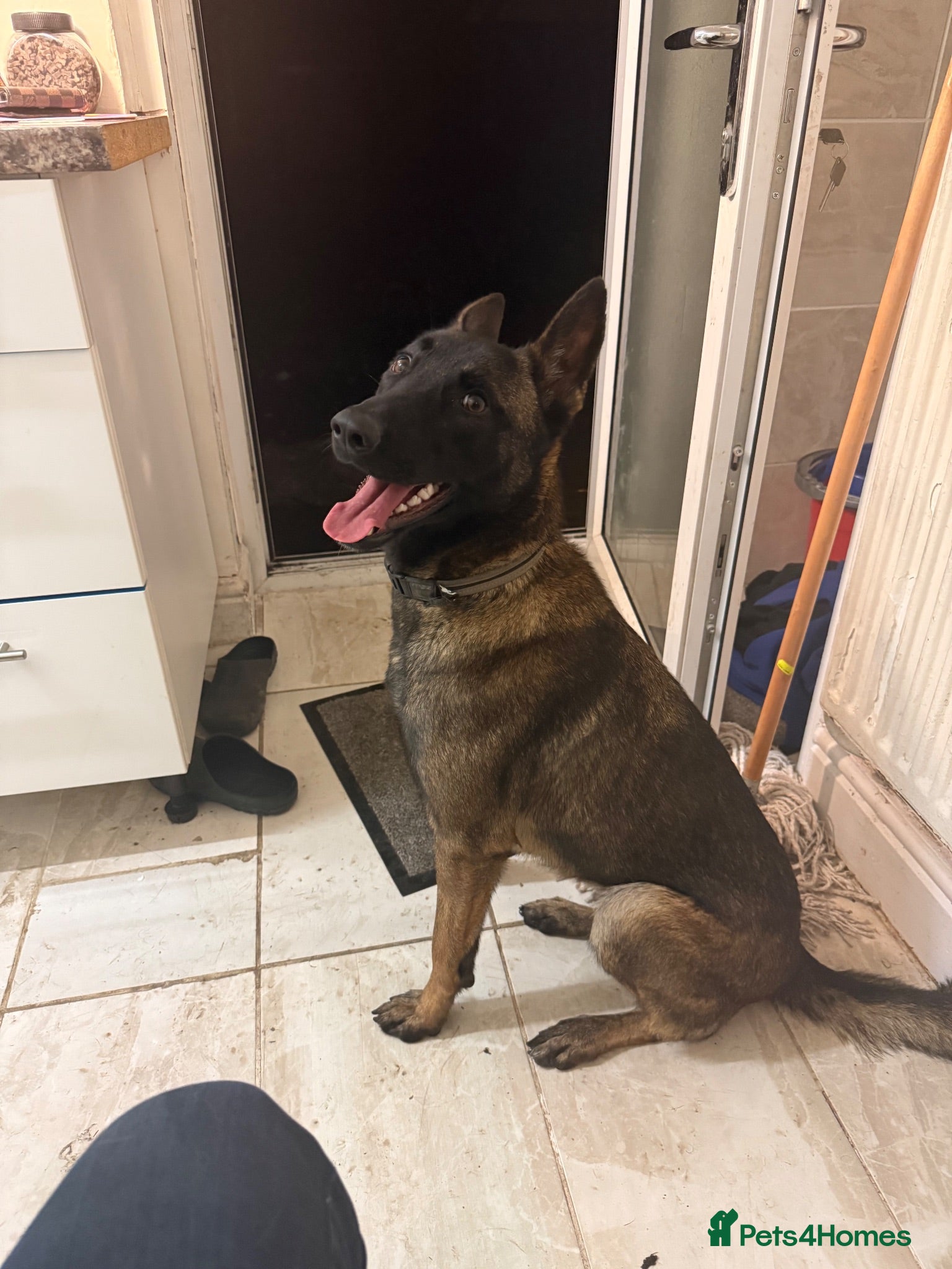 Belgian Shepherd Dog dogs Bella  - Advert 1