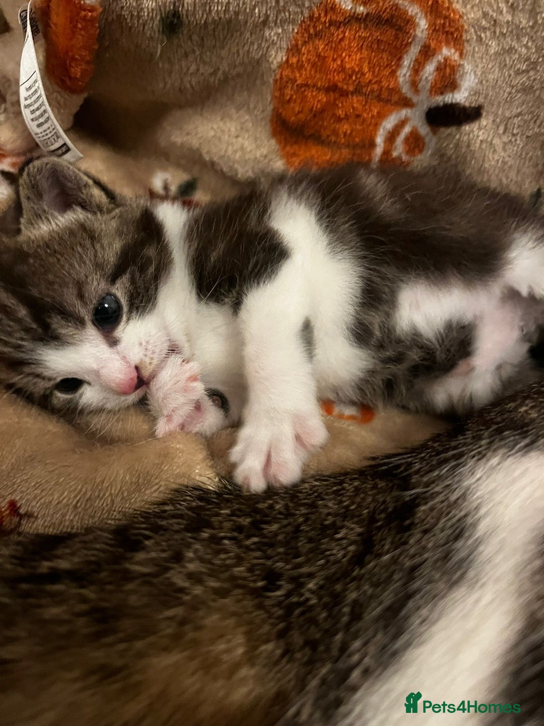 Mixed Breed cats for sale: 2 adorable little cat puppies - Advert 9