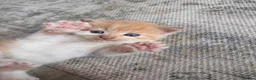 Mixed Breed cats for sale: ginger kittens  in Hailsham - Advert 9