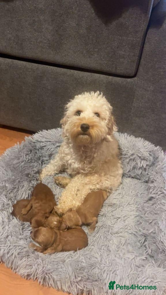 Cockapoo dogs Gorgeous Cockapoo Puppies Seeking Loving Families - Advert 1
