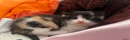 Mixed Breed cats for sale: 5 Cuddly Orange and Calico kittens 💕 - Advert 22