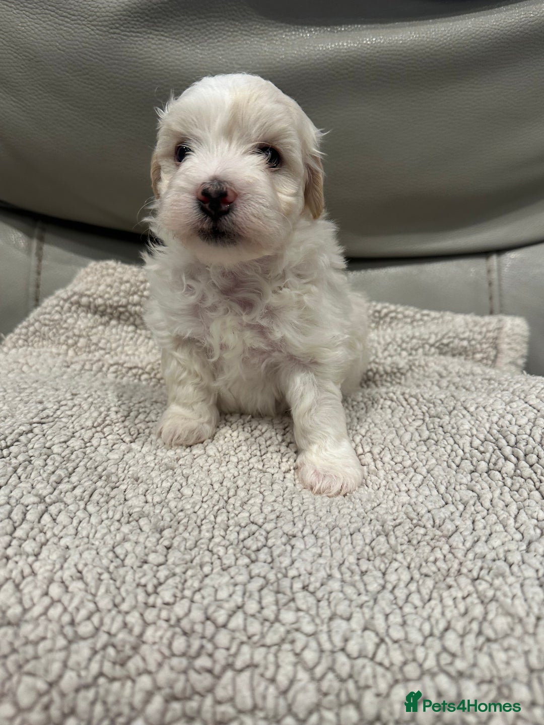 Maltipoo dogs for sale: Very small Maltipoo  - Image 11