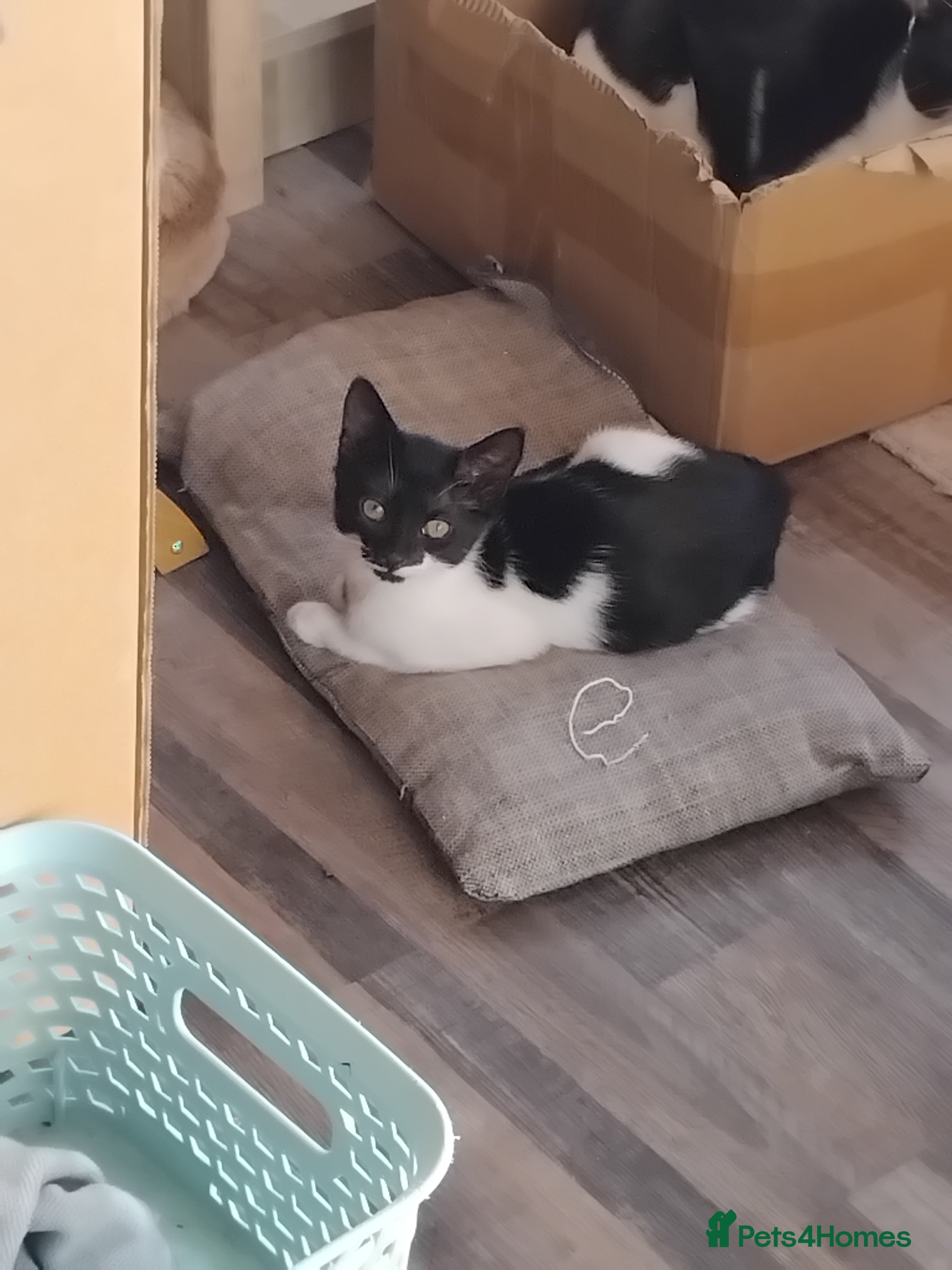 Domestic Shorthair cats Sweet little girl looking for a new home  - Advert 3