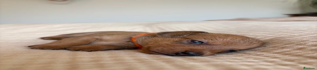 Miniature Dachshund Puppy 3