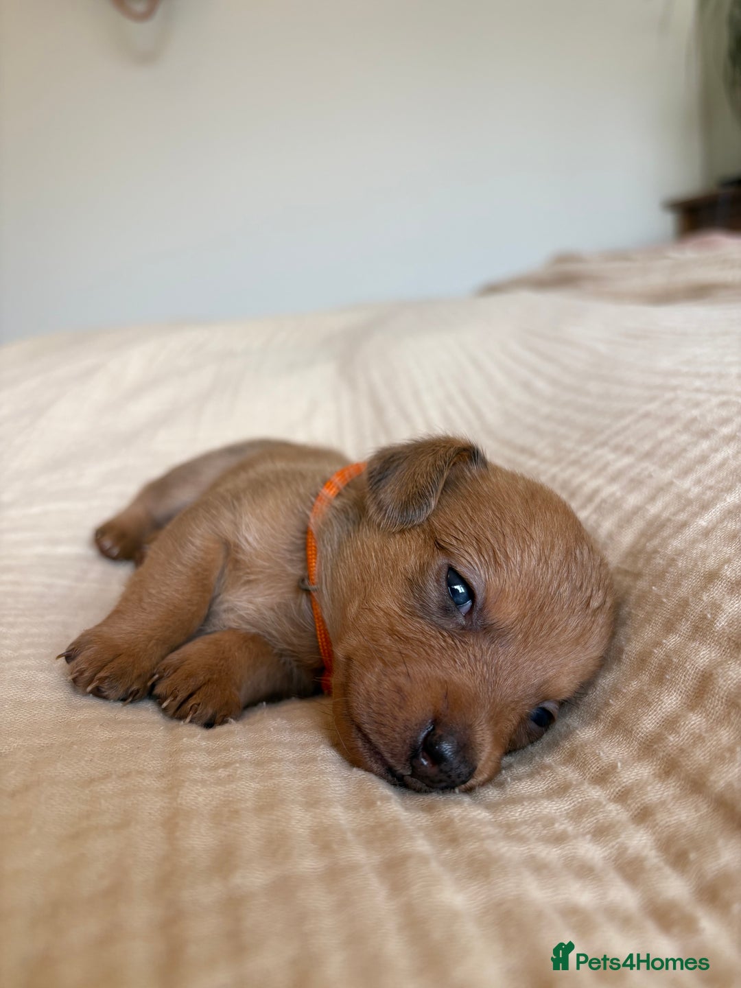 Miniature Dachshund dogs for sale: 💕🐕Beautiful Miniature Dachshund puppies - Image 8