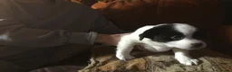 Mixed Breed dogs for sale: Japanese Chin/Jack Russell puppies - Advert 6
