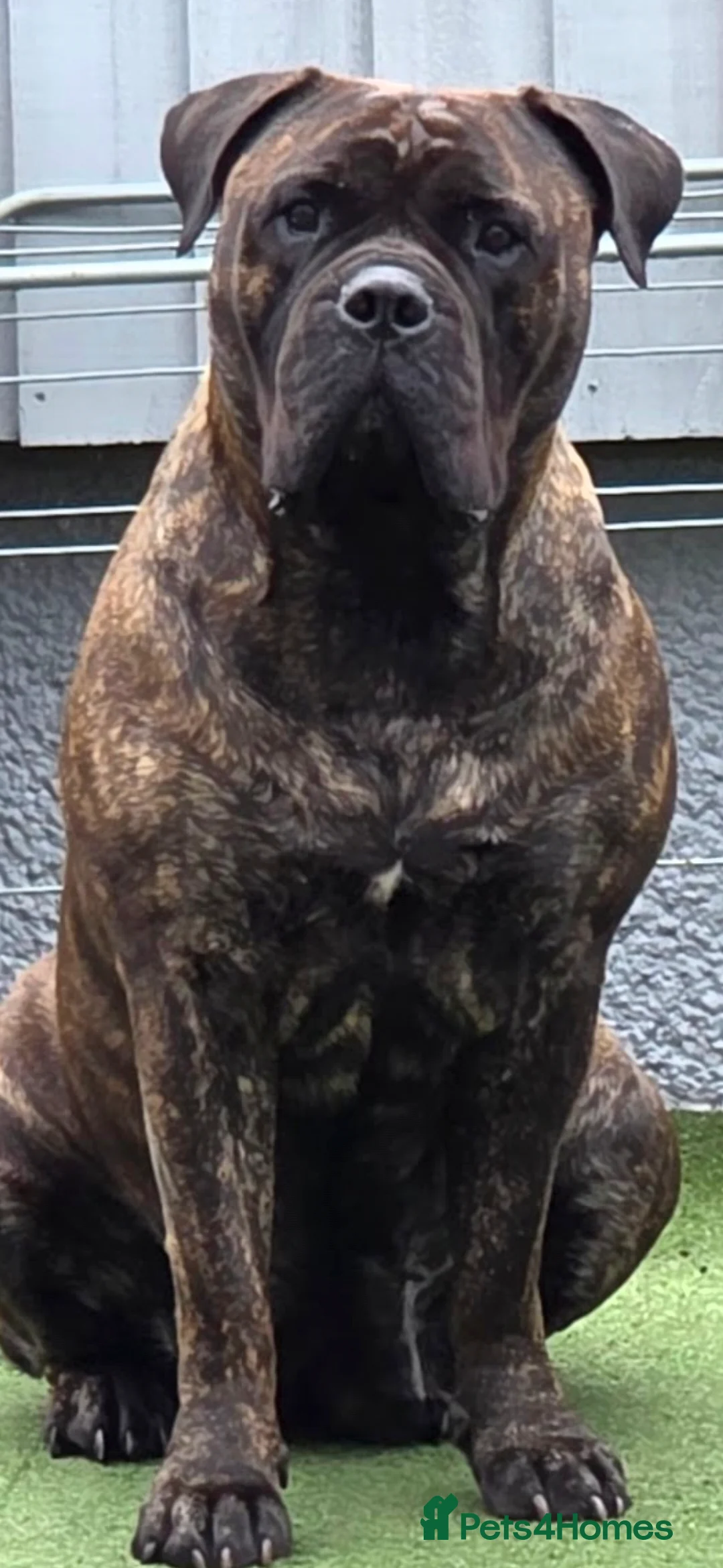 Bullmastiff dogs for sale: Female Bullmastiff 2 Year old Pup - Advert 2