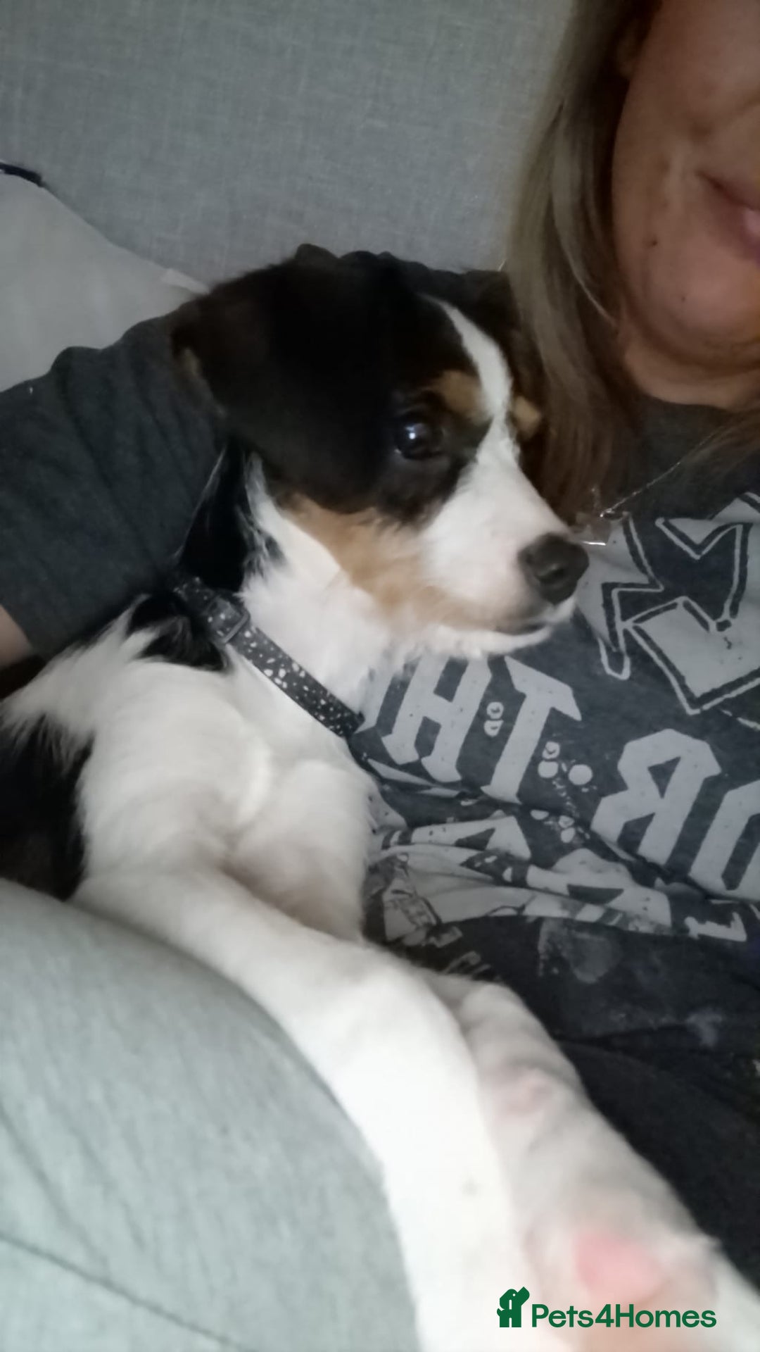 Mixed Breed dogs for sale: Cavalier King Charles cross puppies - Advert 7