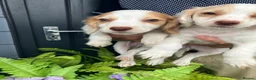 Cocker Spaniel dogs for sale: Cocker spaniel puppies  in Bedlington - Advert 13